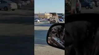 Jurassic Cargo: Doodle Spots Dinosaurs Pulled Behind a Truck