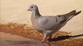 Chamariz, Se&ntilde;uelo, Pombo Bravo, Columba Oenas, Paloma Zurita