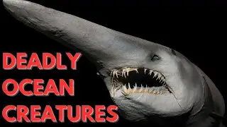 The Most Dangerous Creatures In The Ocean