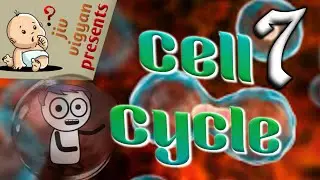 Cell cycle. [Interphase] and [Mphase].