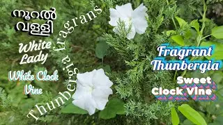 🌼നൂറൽ വള്ളി🌼Thunbergia fragrans🌼White Whisper Vine🌼White Lady🌼Sweet Clock Vine🌼Fragrant Thunbergia🌼