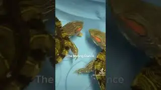 The Mating Dance                               Red Ear Slider Turtles