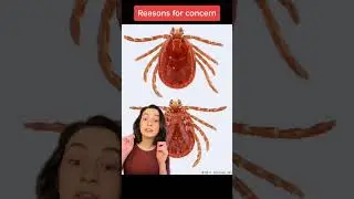 The Asian Long-Horned Tick #educational