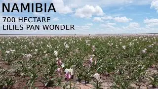 Sandhof Lilies Pan, Namibia | Travel Namibia