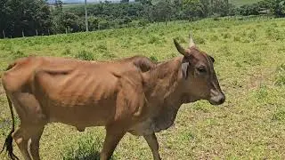 #bastiaopatrola Davi indo buscar mais uma bezerra que nasceu lá  no sitio do Patrola