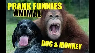 Big Box Prank on Sleep Dog Vs Funny Monkey Super Funny Video Prank 2021 Compilation