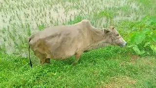 Peaceful Cow Standing in a Rainy Rice Field 