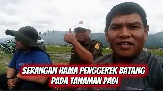 PENGENDALIAN SERANGAN HAMA PENGGEREK BATANG PADA TANAMAN PADI