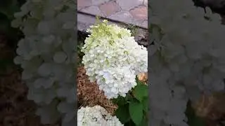 гортензия Бобо