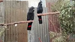 Beautiful Parrots & Peacock | Native Australian Birds | Caversham Park Perth #parrot #peacock #birds