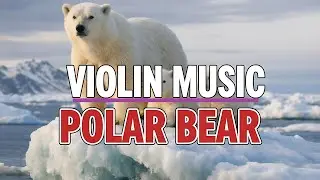 Life of a Polar Bear 🎵 Gentle Violin Music, Peaceful Soul, for Deep Relaxation