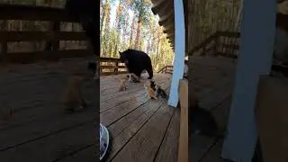 A Bear's Rude Awakening by a Ferocious Mother Cat
