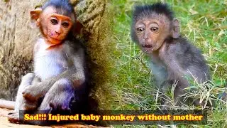 The injured monkey kept calling for his mother because the wound was so painful! Where is the mother