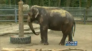 Zoo staff infected by TB after exposure to elephants