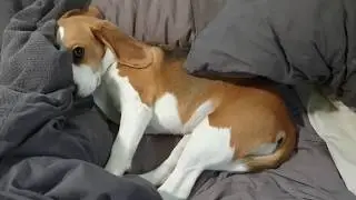 Cute beagle doesn't want to get out of bed