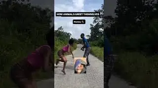 How animals greet each other reaction (Shaketable reacts) #funnyreaction #funnyvideo
