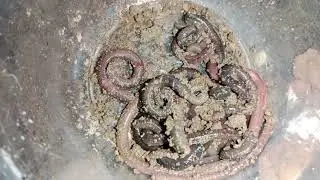 Catch worms in the soil