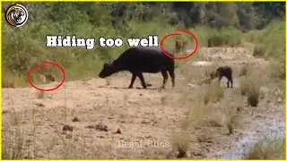 Mother Buffalo's Courage: A Battle Against Lions and Leopards to Protect Her Calf |Wildlife Survival