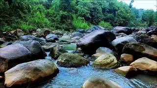 White Noise for Studying Nature – Forest River White Noise for Productivity