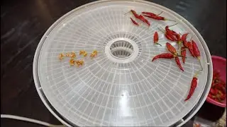 Сушка семян перца с помощью дегидратора.