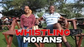 Experience Whistling Morans + Celebrating 6 years on YouTube