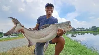 Snakehead , Chaophraya Catfish  and Barrramundi Fishing Thailand 2023- BKKGUY