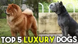 Top 5 Luxury Dogs That Only the Wealthy Can Afford!