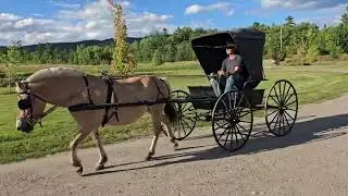Fjord horse pulling doctors buggy