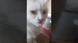 ANGORA #shorts #angora #cat #catlover #cutecat #cute #funny #love #motivation #pets #memes #animals