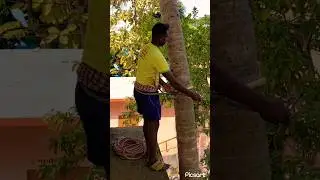 Coconut tree climbing traditional way🥳🥳#treeclimbing#coconut#ytshorts#viral#youtubeshorts#shorts