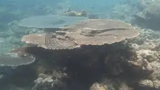 Table coral, September 12, 2019