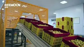 Reemoon Jujube Sorting Line
