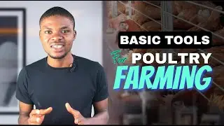 Latest Poultry Farming Tools and Equipment You Can't Do Without