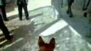 Military Working Dog Robby announces his presence to Iraqis