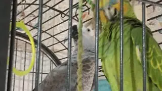 #africagrey #birds #talkingparot #shortvideos #parrot #funnyvideos #viral #cute #funny #viralvideos