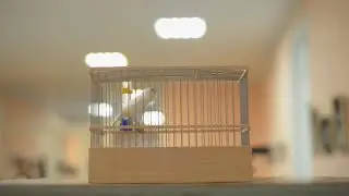 ІX-й чемпионат канареек овсяночного напева 