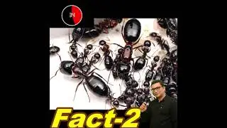 6 Amazing Facts About Ants | Power Of Ants | Ant Facts In Hindi | #shorts #mpprajapati