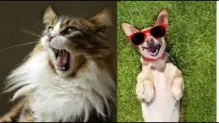 Best Funny Cats And Dogs 2021Corona     Try Not To Laugh