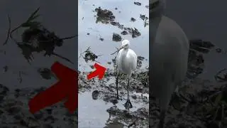Amazing white heron catching worms for eat #fishing #bird #nature