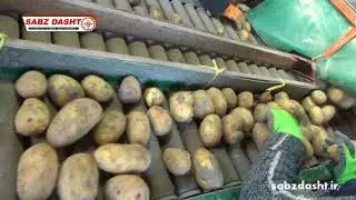 POTATO SORTING