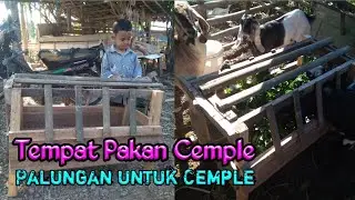 Tempat pakan cemple atau palungan untuk cemple