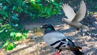 AMAZING!! Quick Easy Using  Bird Trap Make From Human - How To Make Simple Bird Trap by  men 100%