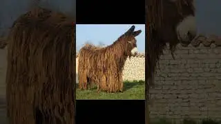 A unique donkey breed #youtubeshorts #ytshorts #youtube #animal