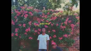 Lp800 - Brxken wing$