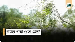 রংপুরে পাতার তেল উৎপাদনকারী বিশেষ গাছের সন্ধান | Tea tree oil | Rangpur   Ajker Patrika