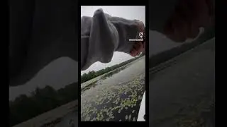 The frog will get the job done #fishingshorts #kayakfishingtips #bassfishing #fishing
