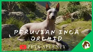 Meet Peru's Ancient Gem - The Inca Orchid! 🐶