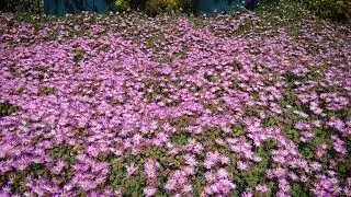 Flores Rosadas