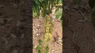 Pucuk Tunas Pohon Kopi di Kebon | Pertumbuhan Kopi Menakjubkan