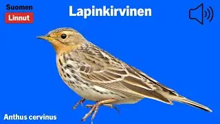 Lapinkirvinen - Anthus cervinus - Red-throated Pipit - r&ouml;dstrupig pipl&auml;rka - ANTCER